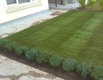 Lavender planting